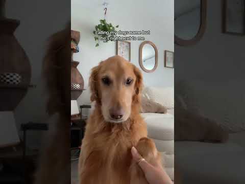 coming home to my golden retriever❤️india retreiver dog pup… サムネイル