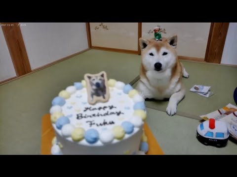 柴犬福 お誕生日を姉と母に盛大に祝われる柴犬(デジカメ撮影)🤩Shiba-Birthday🎂🐶 サムネイル
