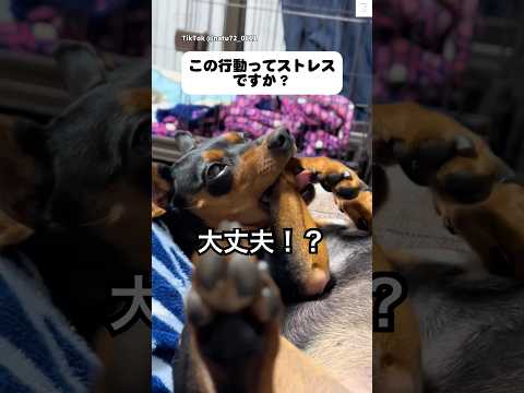 これって、あるある？手を舐めて甘噛みする理由　　ミニチュアピンシャー 犬 いぬ　犬のいる暮らし ミニピン サムネイル