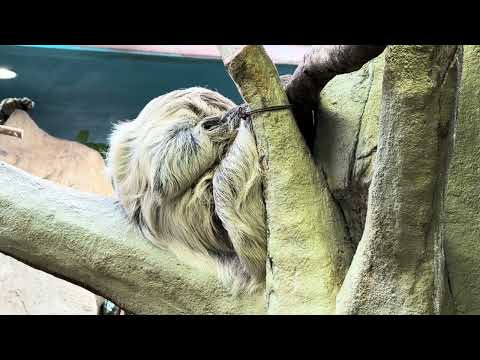 マロロさんぐっすり　フタユビナマケモノ　那須どうぶつ王国にて　2026年1月30日