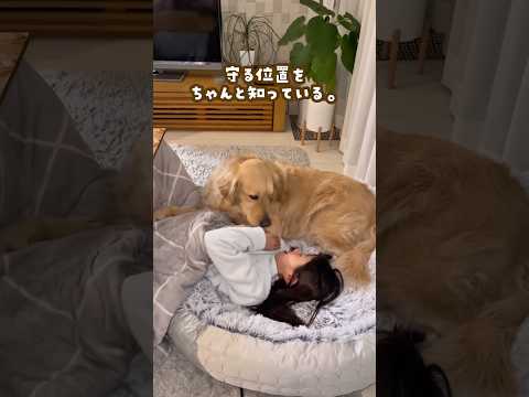母性溢れるゴールデンレトリバー ゴールデンレトリバー 大型犬のいる生活 goldenretreiver 大型犬と子供