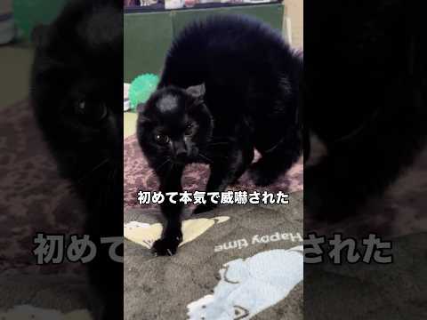 家猫のためを思って暖かい部屋に移動させたらめちゃくちゃぶち切れてきた 黒猫 家猫 やんのかステップ shorts サムネイル