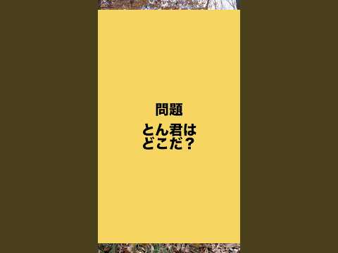 柴犬とんクーイズ！！レベルいくつでわかった？　柴犬　柴犬とん サムネイル