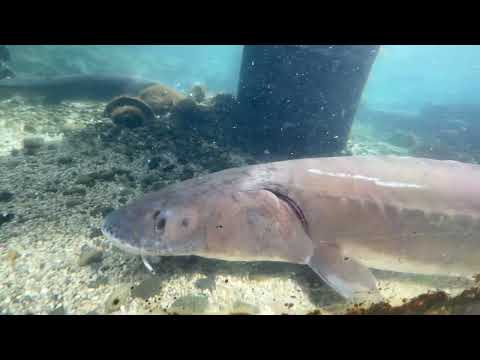 ミズウミチョウザメなど　山梨県立富士湧水の里水族館にて　2026年2月21日 サムネイル