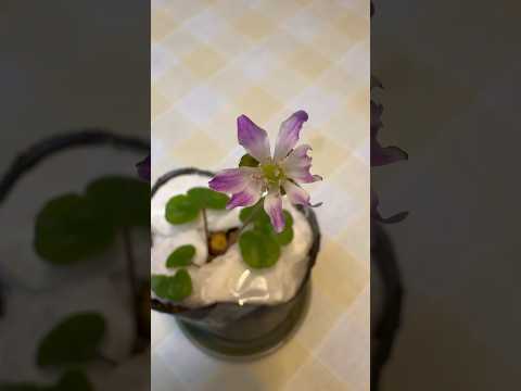 shorts 雪割草が綺麗です♪ 2026年2月4日