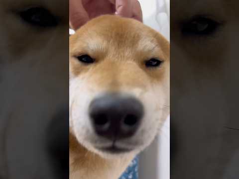 とんとんマッサージが大好きな柴犬のとん君　柴犬　柴犬とん サムネイル