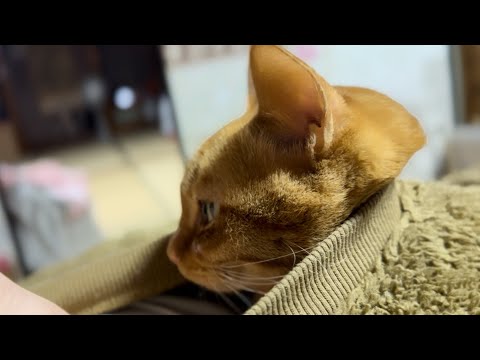 【寒い夜だから】服の中に入ってくるにゃんこ　A Cat Getting Inside My Clothes サムネイル