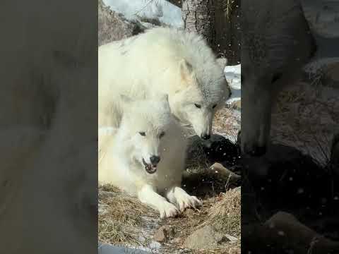shorts 雪とシンラさんと真白ちゃん親子　ホッキョクオオカミ　那須どうぶつ王国にて　2026年1月30日 サムネイル