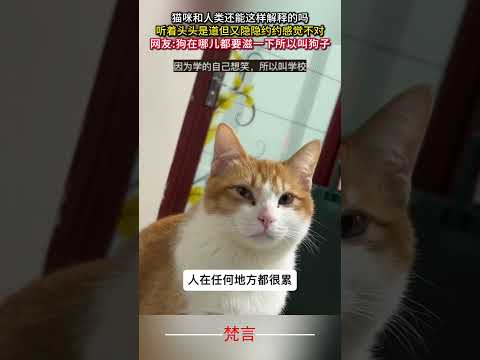 貓咪和人類還能這樣解釋的嗎 聽著頭頭是道但又隱隱約約感覺不對 貓 意外 有趣 搞笑 cat amazing funny… サムネイル
