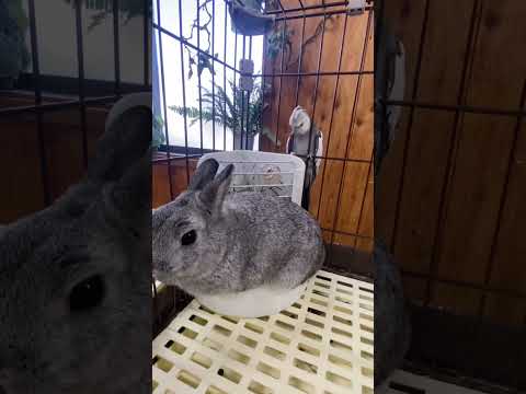 うさぎの後ろから忍び寄るのは・・・？動物 うさぎ オカメインコ サムネイル