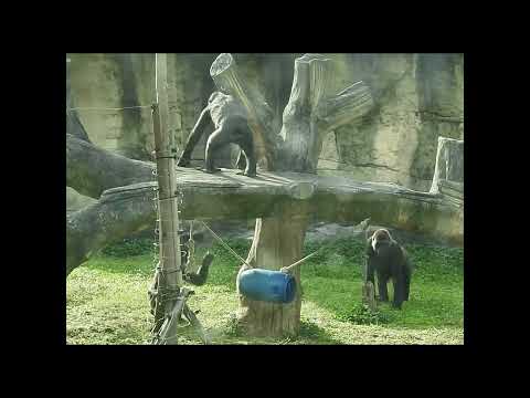 gorilla Tayari 15y old mom & son Jabali 5y4m old & nephew R… サムネイル