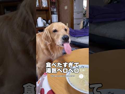 ラーメン食べたすぎて湯気ペロペロするゴールデン　　ゴールデンレトリバー 大型犬　犬　面白い犬 かわいい犬