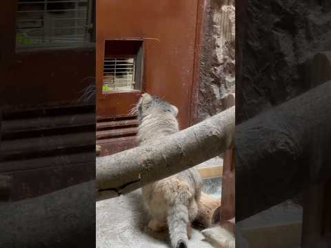 shorts お肉キター❣️っとプリームラちゃん☺️ マヌルネコ　上野動物園にて　2026年5月8日 サムネイル