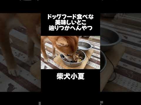 ドッグフード食べな 美味しいとこ 辿りつかへんやつ 神戸 柴犬 shiba shibainu 癒し サムネイル