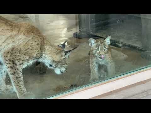 ヨーロッパオオヤマネコの赤ちゃん お肉タイム‼️ 京都動物園 2026年7月18日