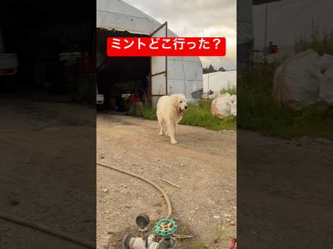 「豆きち、言葉が分かってる説。」