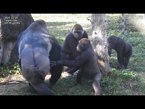 Gorilla D'jeeco family 互動。分批回室內 / Jabali看Ringo喝奶J也想喝追mom Ta… サムネイル