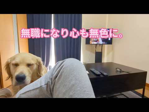 無職になると心も無色に。ゴールデンレトリバーティト サムネイル