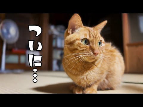 るなの初ふみふみ＆間違い探し　Luna’s First Kneading サムネイル
