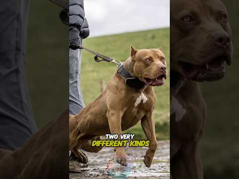 Cane Corso vs Pit Bull Two Very Different Kinds of Power sh… サムネイル