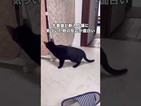 見ず知らずの新入り猫が急に現れた時の黒猫の反応に思わずめちゃくちゃ笑ってしまった 黒猫 新入り猫 保護猫 shorts