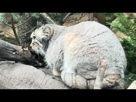 木の上のナゴムくん　マヌルネコ　那須どうぶつ王国　IMG 4053 サムネイル