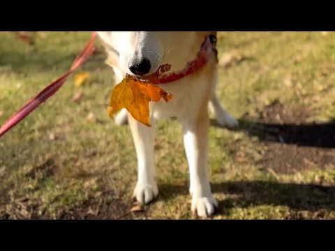 落ち葉ハンターもも！！！Momo the Leaf Hunter サムネイル