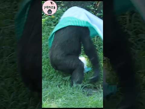 Ringo頭蓋布旋轉😆 gorilla gorillatag taipeizoo 金剛猩猩 台北市立動物園 cutea…