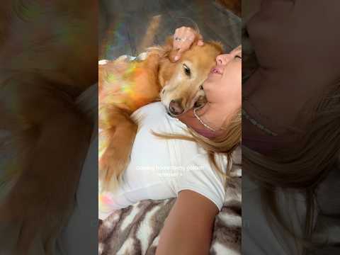 coming home to my golden retriever🥵 goldenretreiver dog ind… サムネイル