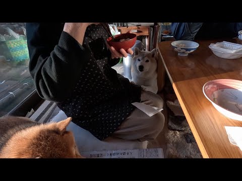 相棒のお味噌汁を食べるASMRが大好きなモモさん サムネイル