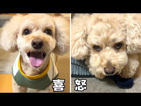 感情が顔に出やすい大きいトイプードル【デカプー】【トイプードルのロアくん】【toy poodle】 サムネイル