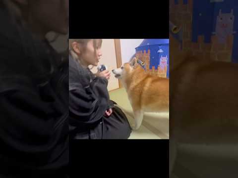 柴犬福 姉の新曲に合いの手される柴犬-ショートver.🤣Sis and Shiba🤣姉と柴 shorts funny… サムネイル