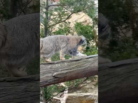 shorts 歩き出すナゴムくん　マヌルネコ　那須どうぶつ王国　2026年4月11日 サムネイル