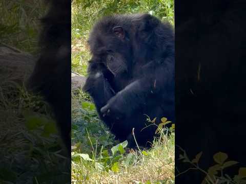 shorts チンパンジーのKタローくん❓大森山動物園