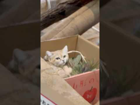 shorts ピンクのりんご箱でおやすみアミーラちゃん　スナネコ　埼玉県こども動物自然公園にて　2026年3月7日 サムネイル