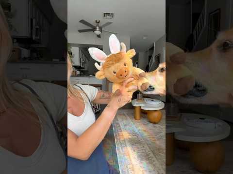 coming home to my golden retriever🥵 goldenretreiver dog ind… サムネイル