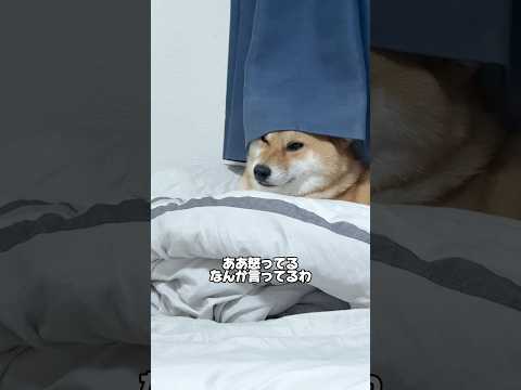 ごんちゃん...ごめん...今度ケーキ買ってくるね。 柴犬 shorts サムネイル