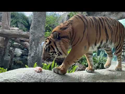 パンプくん オニク探しながら登場〜！　スマトラトラ🐯　神戸どうぶつ王国にて　2025年12月29日 サムネイル