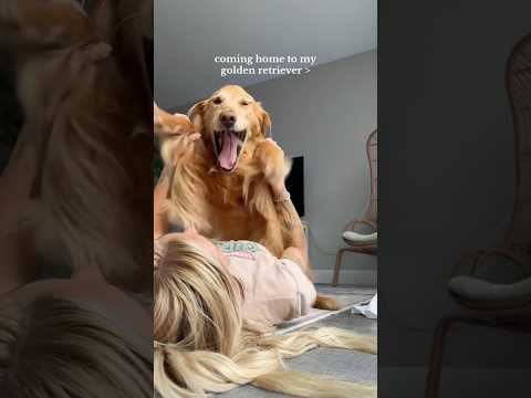 coming home to my golden retriever🥵goldenretreivers dog pup… サムネイル