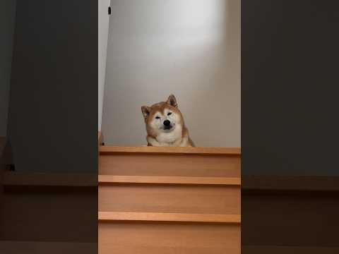 柴犬福 兄の出迎えで首を傾げちゃう柴犬🤣Bro and Shiba🤣shorts 柴犬 shibainu funny…