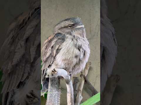 shorts 暖かそうなどらやきくん　オーストラリアガマグチヨタカ　那須どうぶつ王国　2026年1月30日 サムネイル