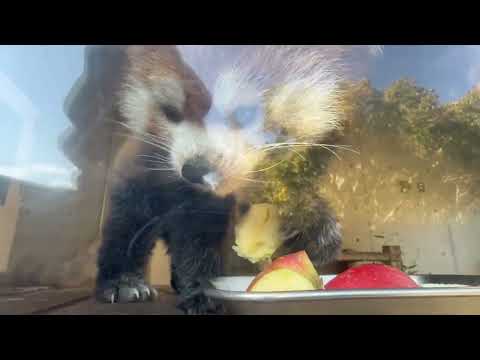 キララさんアラタちゃん親子　レッサーパンダ　浜松市動物園にて　2026年2月14日 サムネイル