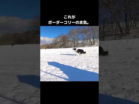 ノーリードで白銀の世界を全速で駆け抜けるボーダーコリー ボーダーコリー 雪山 大型犬 shorts サムネイル
