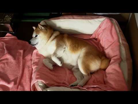 7000万年の時を超え、現代のお布団の上に蘇るモッフモフティラノサウルス サムネイル