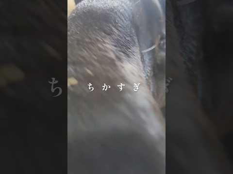 ちかすぎ 東武動物公園 zoo animals 癒し マレーバク コト ちかすぎ サムネイル