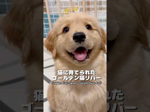 子犬が猫に育てられた結果…立派な「ゴールデン猫リバー」になりました!!  #ILLIT  #NOT_CUTE_ANYM… サムネイル