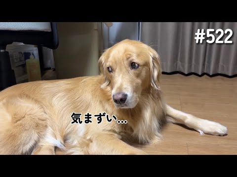 気まずいモンちゃん【ゴールデンレトリバー】 サムネイル