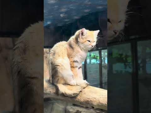 shorts スナネコのジャミールさん　那須どうぶつ王国　IMG 8012 サムネイル