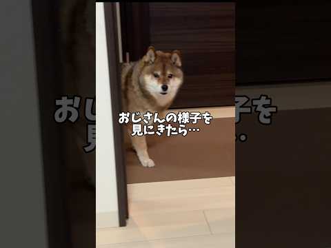 正直ものの柴犬のお話… サムネイル