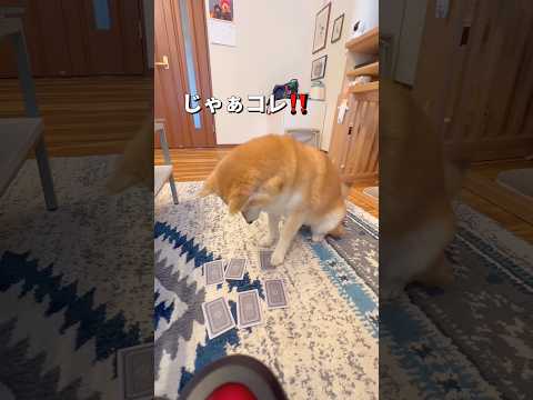 トランプで勝負🐶‼️柴犬 shibainu shorts サムネイル